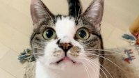 Wajib Tahu! International Cat Competition Akan Diadakan di Makassar Februari 2022