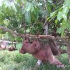Lihat Babi Ini Bergelantungan Usai Dibasmi Pemburu