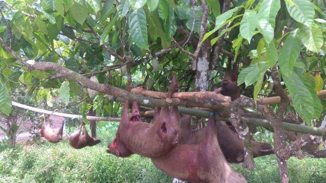 Lihat Babi Ini Bergelantungan Usai Dibasmi Pemburu