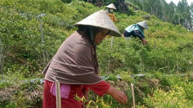Perempuan asal Rongkong Terima Penghargaan sebagai Perempuan Berjasa di Sektor Pertanian