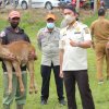 Sapi IB Jadi ‘Andalan’ Bupati ASA