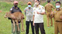 Sapi IB Jadi ‘Andalan’ Bupati ASA