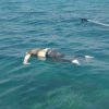 Mayat Mengapung di Laut, Gegerkan Warga Pulau Lae-Lae