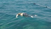 Mayat Mengapung di Laut, Gegerkan Warga Pulau Lae-Lae