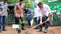 Bagikan Bibit Unggul, Andi Utta Harap Bulukumba Jadi Penghasil Jambu Mente Kualitas Ekspor