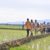 Di Bulukumba, Gubernur ASS Tinjau Sawah yang Tanam &lsquo;Mandiri Benih&rsquo; di Lahan Pertanian Warga