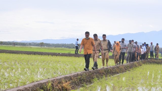 Di Bulukumba, Gubernur ASS Tinjau Sawah yang Tanam &lsquo;Mandiri Benih&rsquo; di Lahan Pertanian Warga