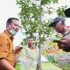 &rsquo;Mandiri Benih&rsquo; Diinisiasi Gubernur ASS, Petani Bulukumba: Kualitasnya Bagus, Benih Mulai Tumbuh
