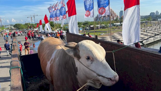 Gubernur Sulsel Dapat Sapi 1,4 ton dari Warga Soppeng yang Tidak Diketahui