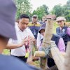 Ilham Azikin ke Desa Layoa, 700 Sapi Warga Mendapat Asuransi