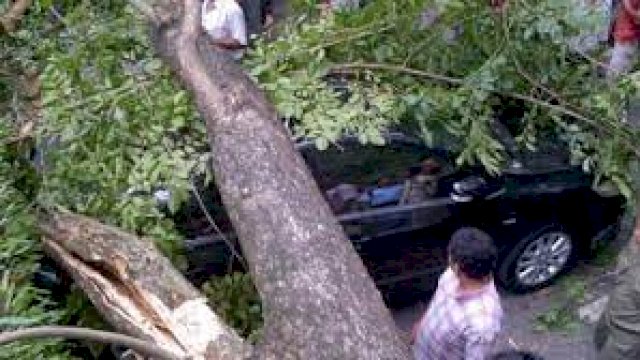DPRD Makassar: DLH Sebaiknya Pangkas Pohon Tua
