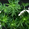 Ada Desakan Legalisasikan Daun Ganja, Ini Tanggapan Polisi