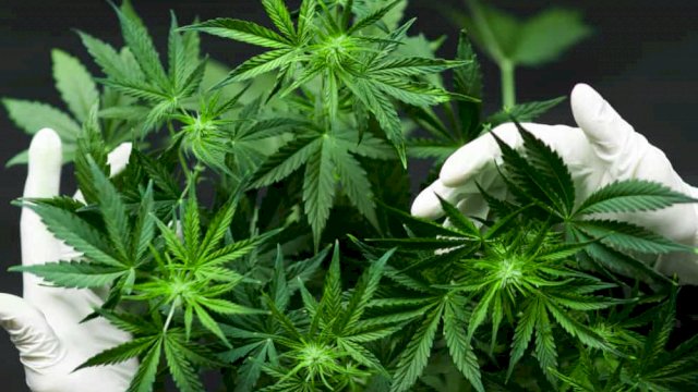 Ada Desakan Legalisasikan Daun Ganja, Ini Tanggapan Polisi