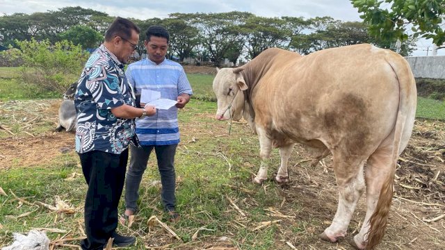 Sapi Seberat 1 ton dari Presiden Dikurbankan di Selayar