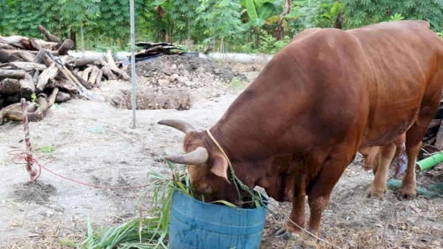 13 Ekor Sapi Limosin di Sembelih Nasdem Sulsel