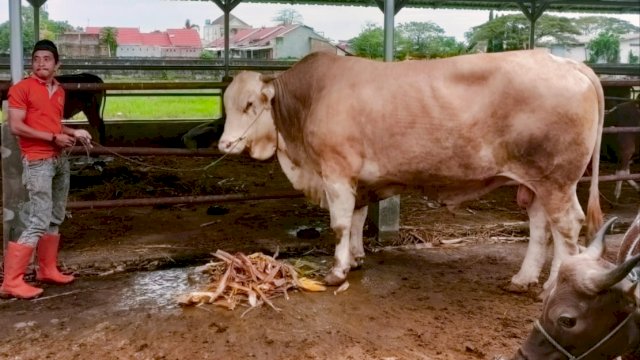 Gubernur Andi Sudirman Dapat Sumbangan Sapi Seberat 1,4 ton, Daging Kurban Disalurkan di 5 Daerah