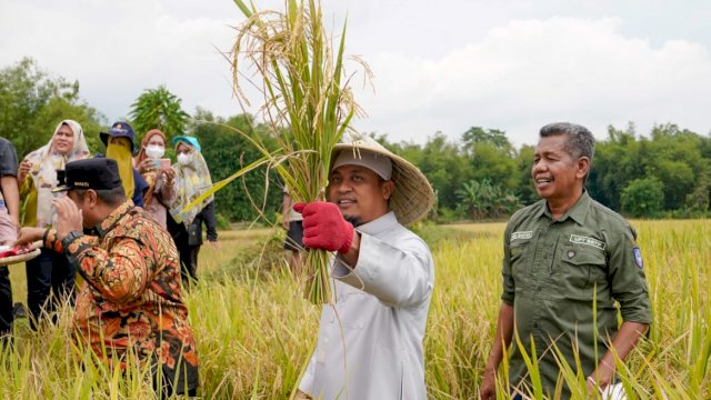 Di Maros Gubernur Sulsel Panen Padi Benih Mandiri&nbsp;