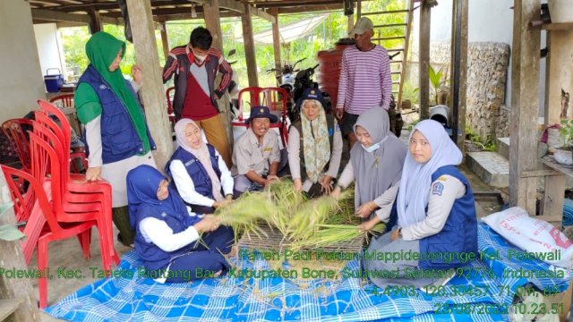 Bantuan Mandiri Benih Mulai Panen di Bone, Hasilnya Berkisar 8 Hingga 10 Ton Per Hektar