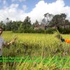 Benih &lsquo;Mandiri Benih&rsquo; Mulai Panen, Petani di Sinjai : Terima Kasih pak Gubernur, Hasil Panen Meningkat