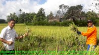Benih &lsquo;Mandiri Benih&rsquo; Mulai Panen, Petani di Sinjai : Terima Kasih pak Gubernur, Hasil Panen Meningkat