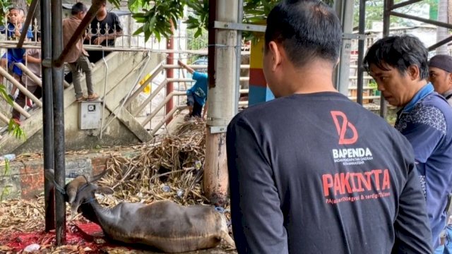 Bapenda Makassar Kurban Delapan Ekor Sapi untuk Berbagi ke Masyarakat
