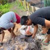Kreatif, ASN Luwu Utara Ini Manfaatkan Ampas Sagu untuk Makanan Ikan