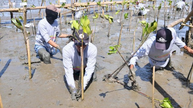 Bersama Pelajar dan Masyarakat, Gubernur Andi Sudirman Tanam 35.300 Batang Mangrove