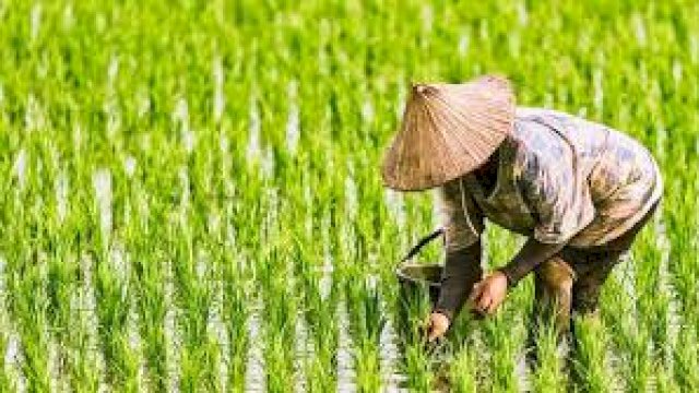 Cerita Sukses Petani Desa Tarobok, Berhasil Tingkatkan IP 100 Menjadi IP 200