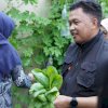 Ibu – ibu di Bantaeng Kembangkan Pertanian Organik di Pekaranagan