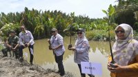 Pemda Lutra Tanam 5000 mangrove di 300 Hektar Pesisir