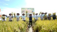 6 Ton Menjadi 13 Ton Per Hektar, Mandiri Benih Inovasi Gubernur Dicek BPS
