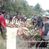 25 Ekor Babi Ditembak Mati di Tanah Lemo Bontobahari