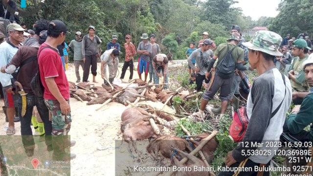 25 Ekor Babi Ditembak Mati di Tanah Lemo Bontobahari