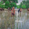 Target 154 Ribu Batang di Wilayah Bosowasi, DKP Sulsel Tanam Mangrove di Desa Polewali Bone