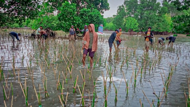 Target 154 Ribu Batang di Wilayah Bosowasi, DKP Sulsel Tanam Mangrove di Desa Polewali Bone