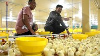 Mentan Tinjau Salah Satu Peternakan Ayam Modern Berbasis Closed House