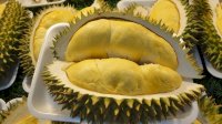 Kontes Buah Durian Warnai Event Pesona Luwu Utara, Masamba Affair Festival 2023
