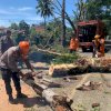 Bahayakan Pengguna Jalan, Tim SAR Brimob Evakuasi Pohon Tumbang di Jalan Lappawawoi Bone