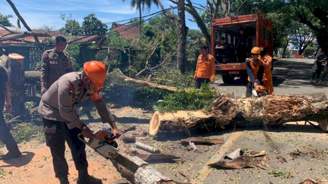 Bahayakan Pengguna Jalan, Tim SAR Brimob Evakuasi Pohon Tumbang di Jalan Lappawawoi Bone