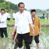 Didampingi Mentan SYL, Jokowi Apresiasi Penggunaan Pupuk Organik