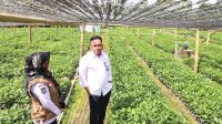 Gantarangkeke Jadi Pusat Penangkaran Benih Kelapa dan Kopi di Sulsel