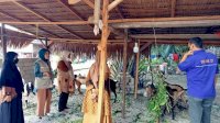 Jelang Idul Adha, Dinas Pertanian Luwu Utara Pastikan Ketersediaan Hewan Kurban Terpenuhi