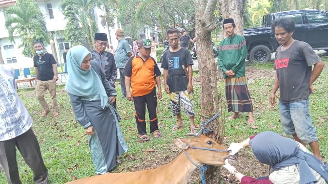 1.213 Hewan Qurban Disembelih di Luwu Utara