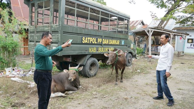Sepertinya warga tidak jera melepas ternaknya berkeliaran di kota Bulukumba. Dua hari melakukan operasi, petugas Satpol PP dan Damkar berhasil menangkap 8 ekor sapi yang berkeliaran malam hari di dalam kota Bulukumba.