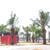 Percantik Pantai Merpati, DLHK Tanami Pohon Sawit