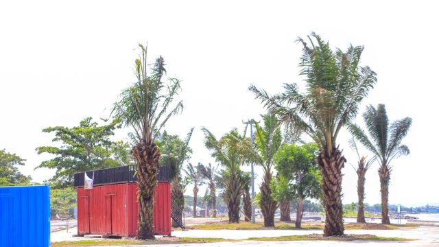 Percantik Pantai Merpati, DLHK Tanami Pohon Sawit