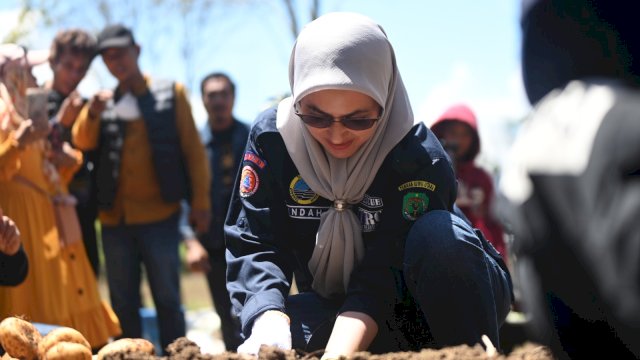 Petani Kentang Beromset Ratusan Juta, Suplai Kebutuhan dari Rongkong ke IKN