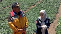 Kecamatan Bongko Miliki Potensi Budidaya Kentang