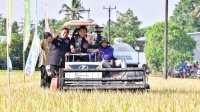 Pj Gubernur Bahtiar Panen Raya Padi Bersama Petani di Tengah El Nino