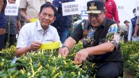 Bagian Upaya Tekan Inflasi, Pemprov Sulsel dan Pemkab Wajo Kompak Panen Raya Cabe